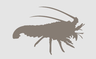 Silhouette of an ancient, shrimp-like creature with a curved tail, multiple legs, and three long, curved spines extending from its head, set against a light gray background.